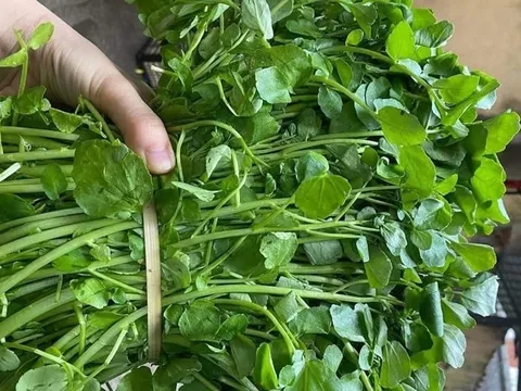 Việt Nam sở hữu loại rau chống bệnh K tốt nhất thế giới, chợ bán 10 nghìn/bó