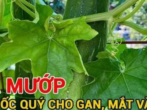 Không chỉ ăn quả, phần này của cây mướp là ‘báu vật’ cho gan, mắt và da, bỏ là uổng phí