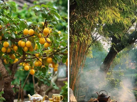 Người xưa dặn: “Trồng mơ trong sân, du phía Đông, đào phía Tây, tre trước cửa gia trạch không yên”, là gì?