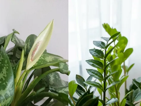 3 loại cây trồng vào nhà: Hết lúa Chúa lại ban, hết tiền Tiên lại cứu