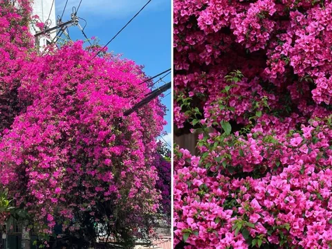 Người mệnh này trồng cây Hoa Giấy, vừa đẹp, vừa vượng tài lộc