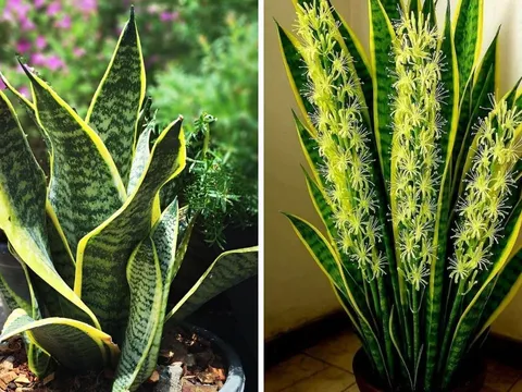 Người thuộc 2 mệnh này trồng cây Lưỡi Hổ không khác gì rước Vàng rước Bạc, càng lâu năm càng lộc