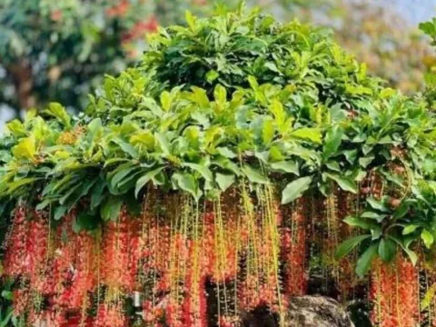 Tổ tiên dặn: “Trồng cây là gieo phúc” - 5 loại cây nên trồng để dòng họ thịnh vượng, con cháu bình an