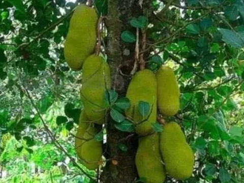 Trồng 4 cây phong thủy “vàng” trước nhà giúp thu hút tài lộc, giữ vượng khí, gia chủ phát đạt như diều gặp gió
