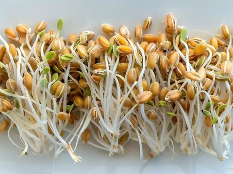 5 loại hạt nhiều chất dinh dưỡng và bổ dưỡng hơn khi nảy mầm