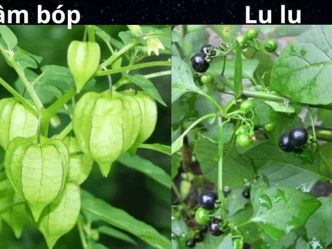 5 loại rau mọc tự nhiên không dùng thuốc trừ sâu: Cực kỳ an toàn cho sức khỏe
