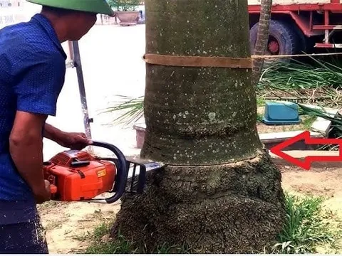 Các cụ dặn: ‘Đừng chặt 2 cây rủi ro không vào, Tiền - Tình sẽ đến’, là cây nào?