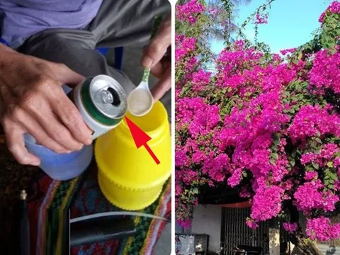 Cho hoa giấy “uống” 1 loại nước: Cây ra hoa quanh năm, chùm nào cũng bung nở