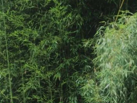 Công dụng bất ngờ của lá tre đối với sức khỏe: Tưởng bỏ đi nhưng lại là “thần dược” tự nhiên