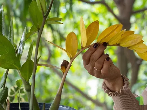 Tưới cốc nước này, Kim Tiền vàng thân - rụng lá mấy cũng xanh tốt lại mơn mởn