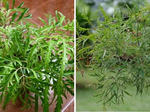 Vị trí tốt nhất trồng cây Đinh Lăng giúp Trấn Giữ Của Cải, thu hút Tiền Tài cực đỉnh