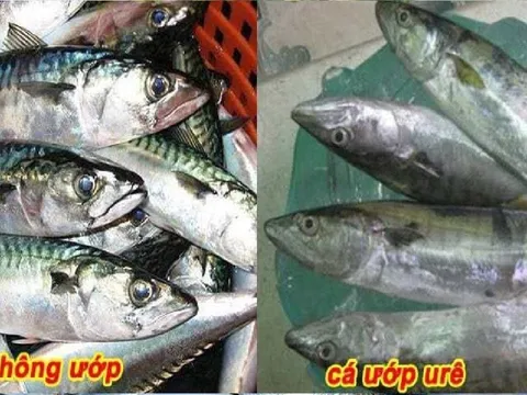 5 dấu hiệu cá ướp ure, cho không cũng đừng đem về