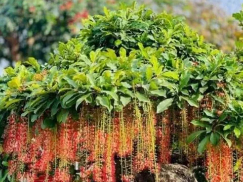 Trồng 4 loại cây này, con cháu hưởng phúc, cả nhà bình an, cuối đời không phải lo nghĩ chuyện tiền bạc
