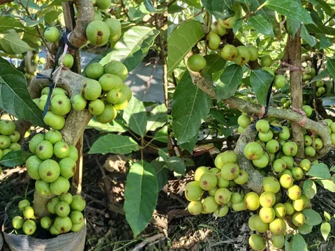 Người thuộc 2 mệnh này này trồng Cây Sung là tốt nhất, hút tài lộc cực đỉnh