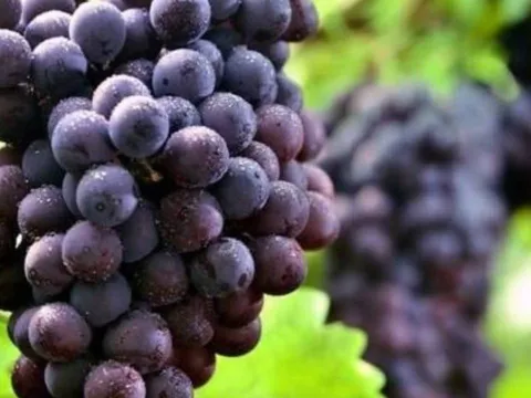 Ra mộ mang tứ quả thắp hương - Giải mã ý nghĩa bốn loại quả tránh tai ương cho gia đình