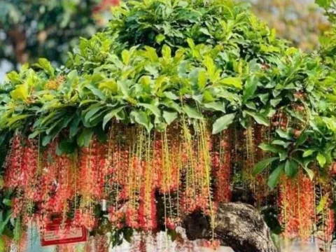 Tổ tiên dạy: “Trồng cây là gieo phúc” - 5 loại cây phong thủy giúp dòng họ hưng thịnh, con cháu an khang