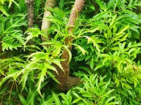 Cây đinh lăng trước nhà có nên trồng? Lời dặn của Tổ tiên kẻo ‘rước họa’