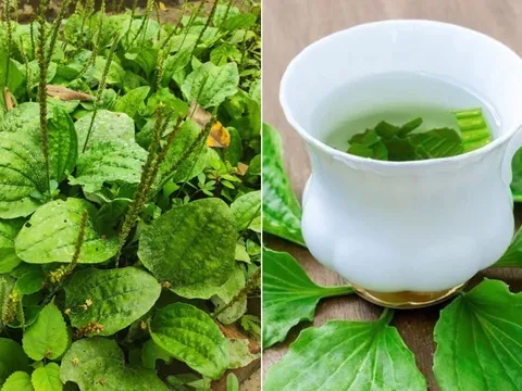 Lấy cây mã đề nấu nước uống, cơ thể nhận được 5 lợi ích tuyệt vời