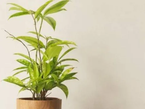 Người mệnh Thủy trồng 1 trong 5 loại cây này, tiền tài như nước, vận may kéo đến ầm ầm