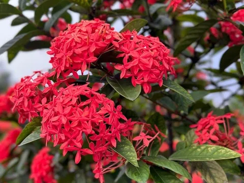 Người thuộc 2 mệnh này trồng hoa Mẫu Đơn cực hợp, chẳng khác gì rước Vàng vào cửa