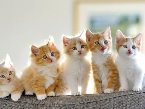3 con giáp là cha mẹ tốt, dành phúc cho con, hậu vận an vui được con cháu hiếu kính