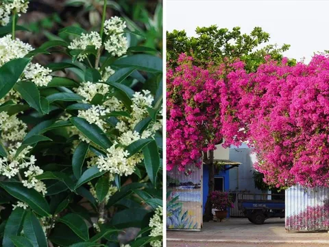 5  loại hoa sắc hương rực rỡ, gọi tiền tài về chật két: Giàu nghèo cũng một phần do đây
