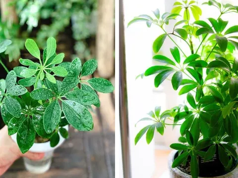 Vì sao người xưa khuyên trồng cây ngũ gia bì trong nhà? Đặc biệt người tuổi này mệnh này cực hợp ngũ gia bì