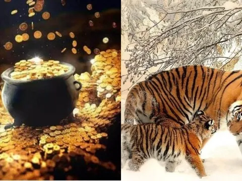 0h Thứ Bảy (25/10): 3 con giáp sau 1 đêm thấy ví nặng trĩu, Chủ Nhật thành ông hoàng thịnh vượng