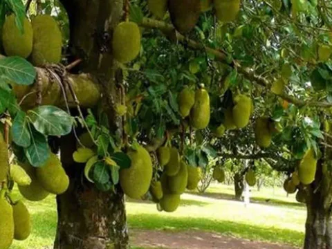 Loại cây phong thủy này ‘giữ lộc’ cực tốt, đừng dại chặt đi nếu không muốn tiền tài tiêu tán!
