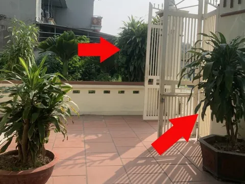 Người thuộc 2 mệnh này cực hợp trồng Thiết Mộc Lan, giúp thu hút Tiền Vàng cực đỉnh