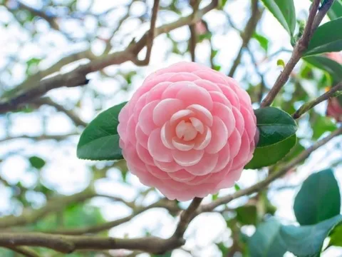 Trồng đúng 1 loài cây này trước cửa, gia đạo nhà bạn vững như núi, đời đời con cháu thinh vượng