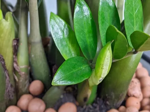 7 loài cây mang về nhà hút tiền như nam châm, có 1/7 cây cũng tha hồ hưởng