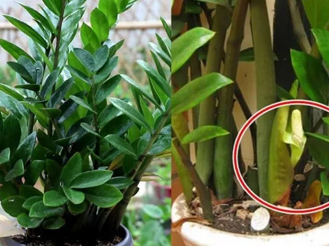 Người thuộc 2 mệnh này cực hợp trồng cây Kim Tiền, 1 cây thôi cũng thu hút Tiền Tài cực đỉnh