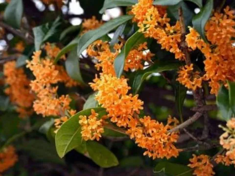 Tổ Tiên căn dặn: 4 loại cây quý như vàng, trồng trong nhà giúp phúc khí trăm năm, con cháu hưởng lộc vô tận