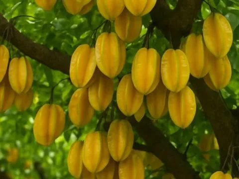 Trồng khế 2 vị trí này: Trấn yểm của cải, 10 nhà làm thì 9 nhà đổi vận thành công, nghèo hóa giàu