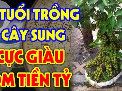 2 mệnh này rất hợp trồng sung, có 1 cây Tiền - Tài thăng tiến