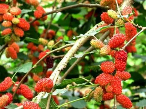 Hai loài cây nhà nào cũng trồng, tưởng mang may mắn nhưng thực ra là phong thủy đại kỵ
