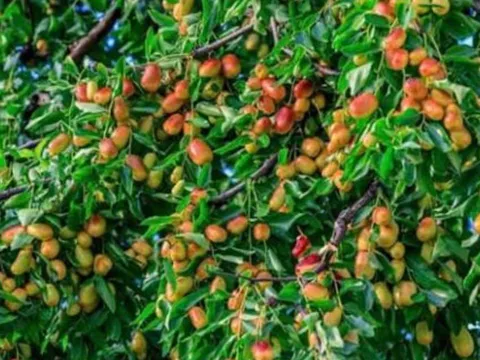 Tổ tiên dặn: “Không chặt 2 cây này, rủi ro không vào, đói nghèo không đến” - Ai cũng nên biết!