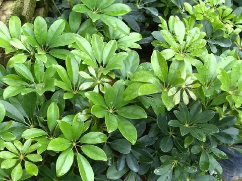 Loài cây cảnh này “giữ lộc, tụ khí” - “vừa sang, vừa sạch” được người giàu yêu thích