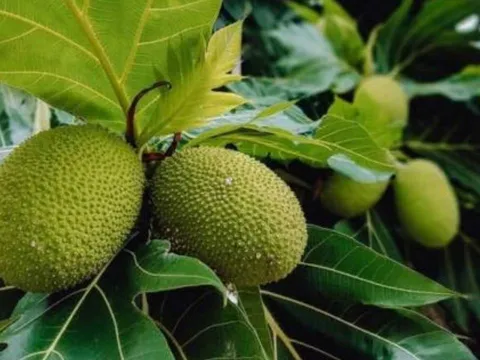 Loại quả rẻ tiền ở Việt Nam bất ngờ bổ ngang nhân sâm, tổ yến - hứa hẹn trở thành “siêu thực phẩm” mới