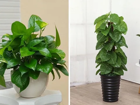Top 5 loại cây cảnh văn phòng được ưa chuộng hiện nay, tốt cả về phong thủy và sức khỏe