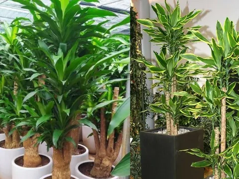 Trồng cây Thiết Mộc Lan giúp chiêu tài hút lộc nhưng chú ý những điều này kẻo gây họa
