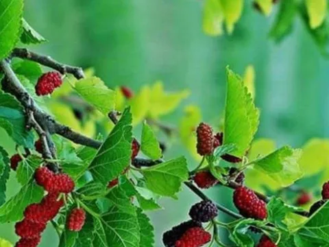 Người xưa cảnh báo: 3 loại cây tuyệt đối không trồng trước cửa nhà, kẻo rước họa, tiền bạc tiêu tán!