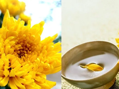 Vì sao người xưa vừa mừng vừa sợ ngày Trùng Cửu 9/9, và lại lên núi uống rượu hoa cúc vàng?