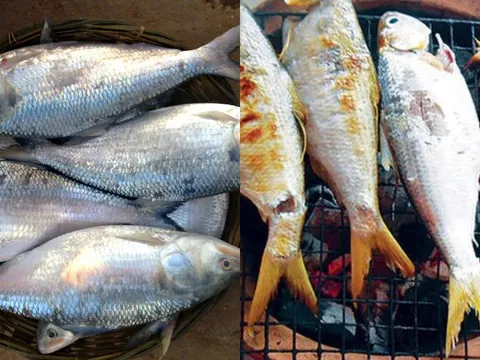 “Vua cá” sông Hậu: Loài cá cháy quý hiếm 10 năm mới bắt được một lần, có tiền cũng khó mua