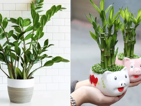 2 loại cây nên đặt trong nhà mới: Vừa chiêu tài vừa chuyển vận, càng ở càng giàu có