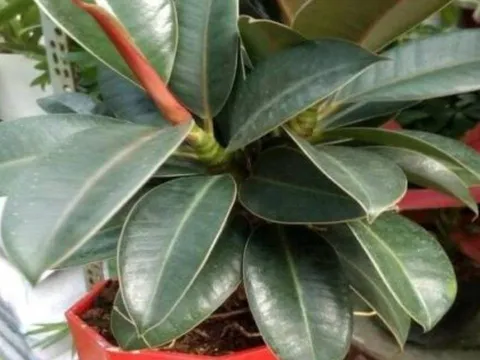 4 loại cây phong thủy nên đặt trong phòng khách: Chưng 1 chậu giúp gia đình thịnh vượng, 10 nhà thì 9 giàu sang