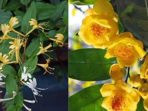 5 cây cảnh phong thủy hoa thơm chiêu tài hút lộc, có thể dùng làm trà dưỡng sinh tốt cho sức khỏe