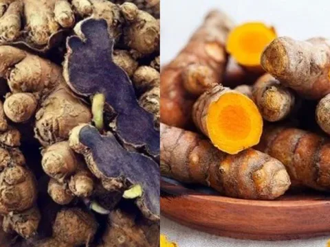Nghệ đen và nghệ vàng loại nào tốt hơn?