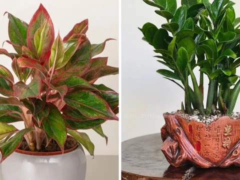 Nhà giàu chuộng 5 loại cây phong thủy này: Hút tài lộc như vòi rồng, phú quý lan sang cả con cháu